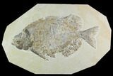 Bargain, Phareodus Fossil Fish - Scarce Species #122656-1